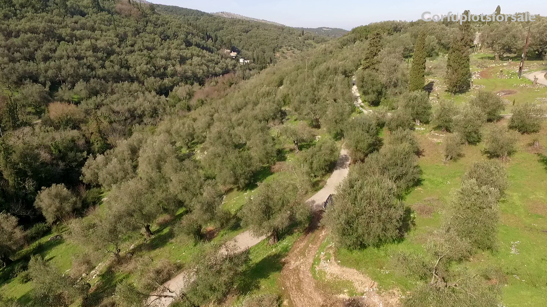 Large piece of land with an old olive grove North East Coast – 900 m from the beach
