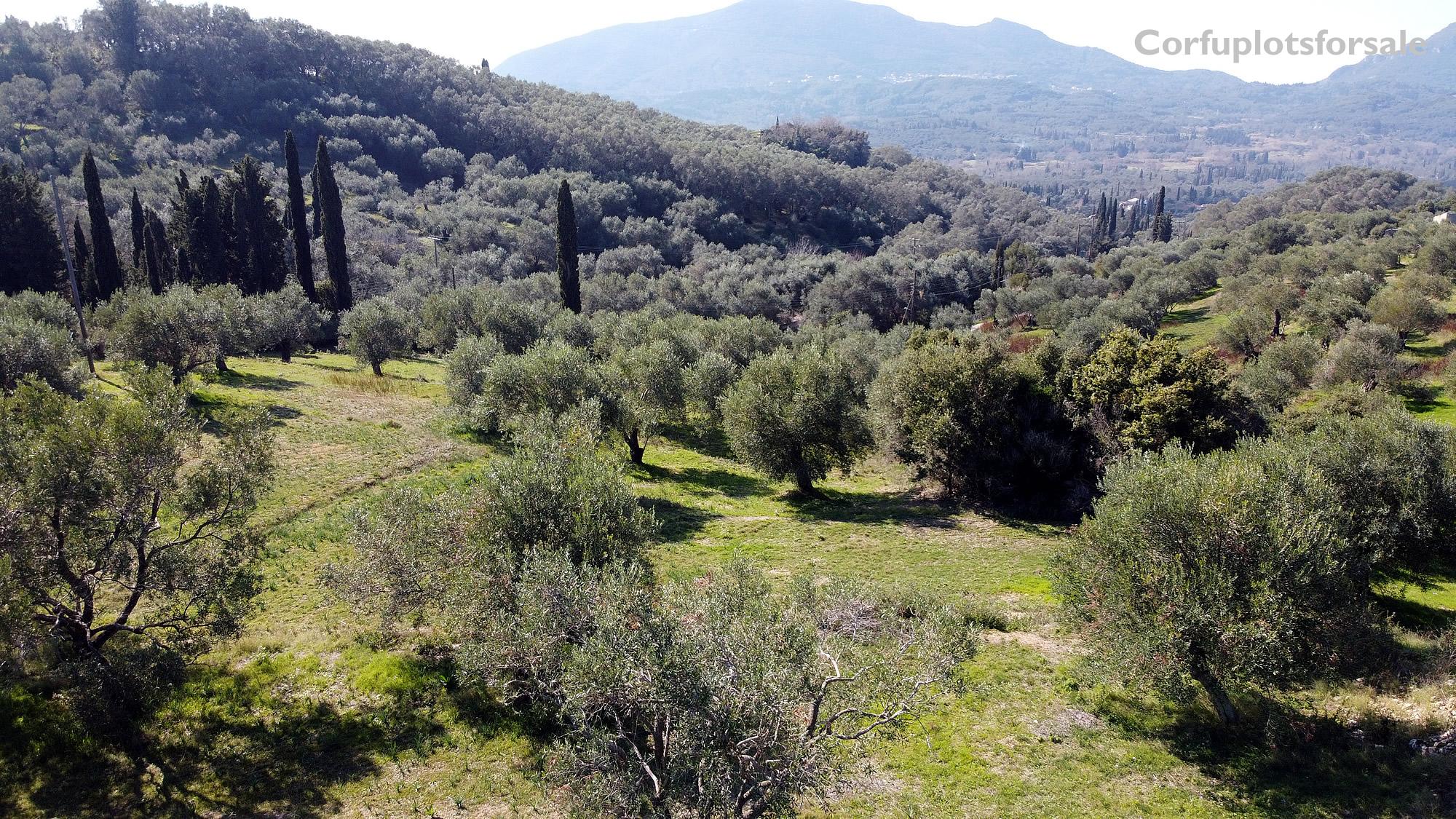 A plot on a hill full of olive trees